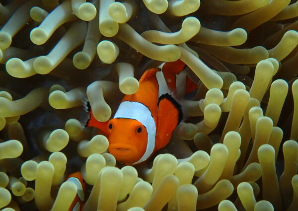 Clownfish